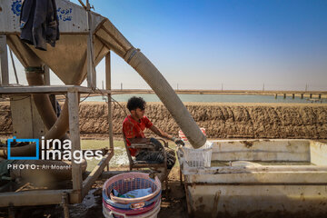 Hunting of shrimps in southwestern Iran