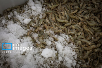 Hunting of shrimps in southwestern Iran