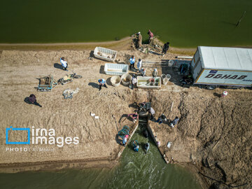 Hunting of shrimps in southwestern Iran