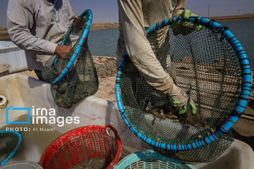 Hunting of shrimps in southwestern Iran