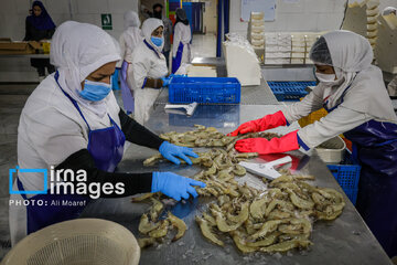 Hunting of shrimps in southwestern Iran