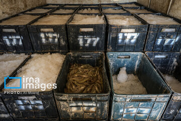 Hunting of shrimps in southwestern Iran