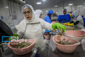 Hunting of shrimps in southwestern Iran