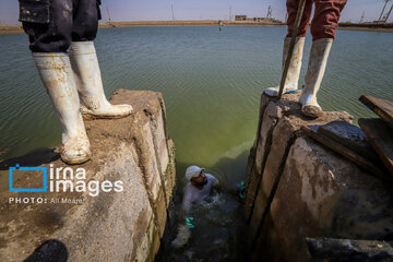 Hunting of shrimps in southwestern Iran