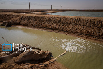 Hunting of shrimps in southwestern Iran