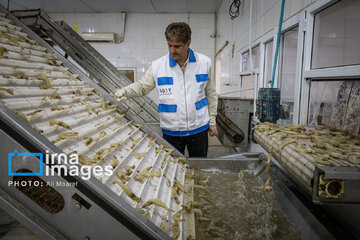 Hunting of shrimps in southwestern Iran