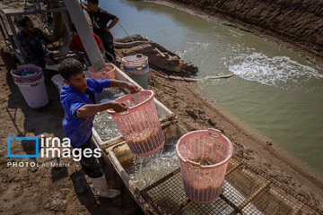 Hunting of shrimps in southwestern Iran