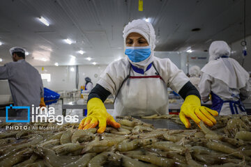 Hunting of shrimps in southwestern Iran