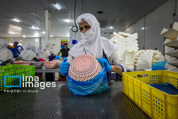 Hunting of shrimps in southwestern Iran