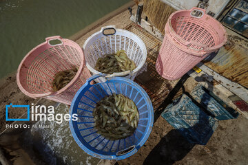 Hunting of shrimps in southwestern Iran