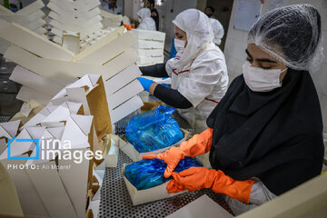 Hunting of shrimps in southwestern Iran