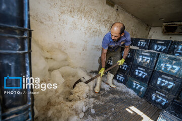 Hunting of shrimps in southwestern Iran