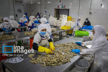 Hunting of shrimps in southwestern Iran