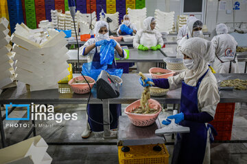 Hunting of shrimps in southwestern Iran