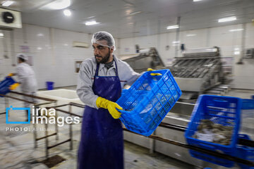 Hunting of shrimps in southwestern Iran