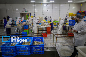 Hunting of shrimps in southwestern Iran