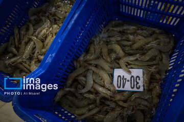 Récolte des crevettes d'élevage, au sud-ouest de l’Iran