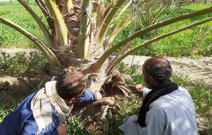 سرخرطومیِ چوب‌خوار، بلای جان نخلستان‌ها