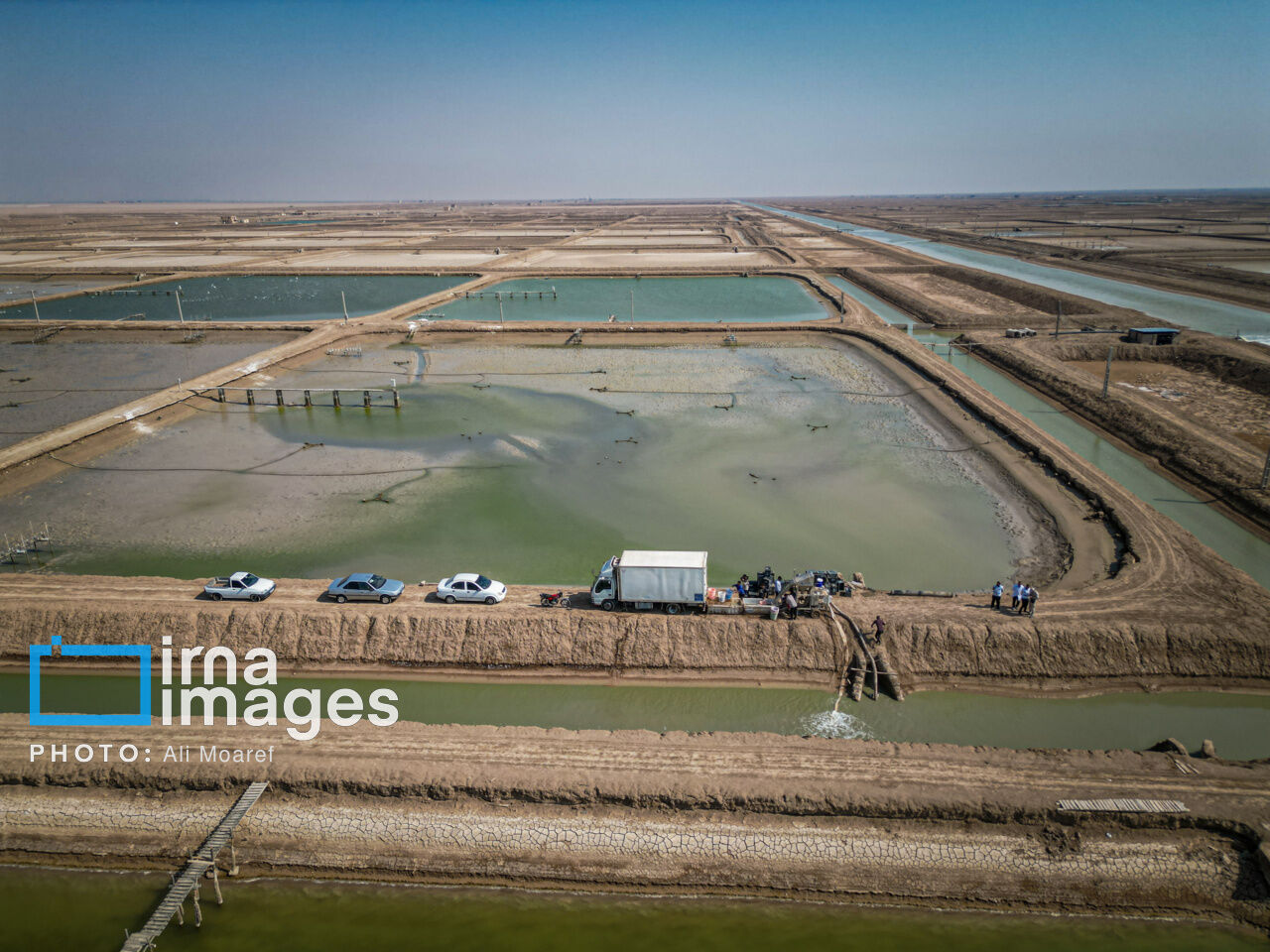شناسایی ۲۵۰ کانون بیماری در استخرهای پرورش میگوی استان بوشهر شناسایی ۲۵۰ کانون بیماری در استخرهای پرورش میگوی استان بوشهر