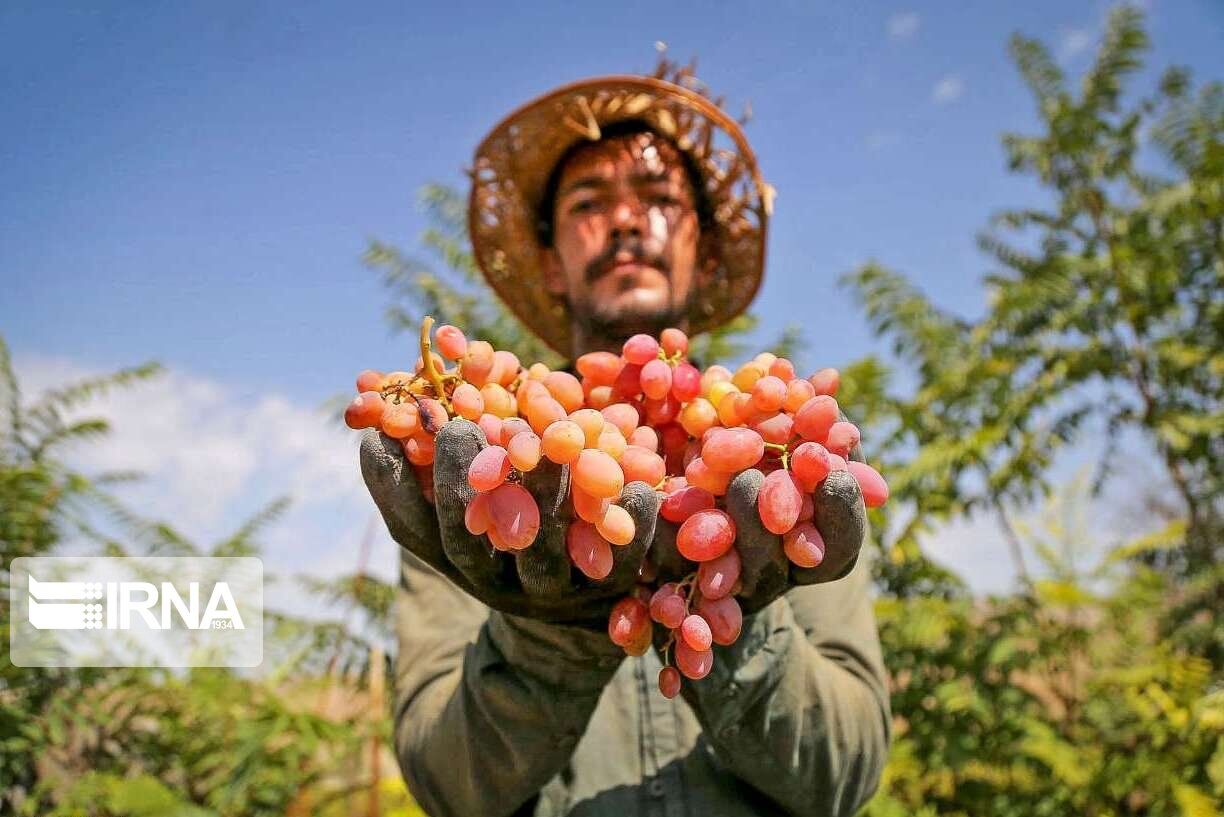 چهار هزار تن انگور خراسان‌شمالی صادر شد