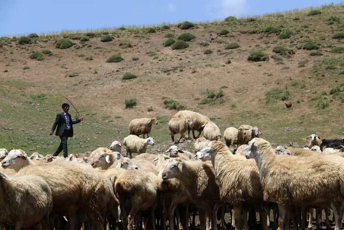 رشد ۴۰ درصدی دوقلوزایی و تولید بره در مناطق عشایری مغان