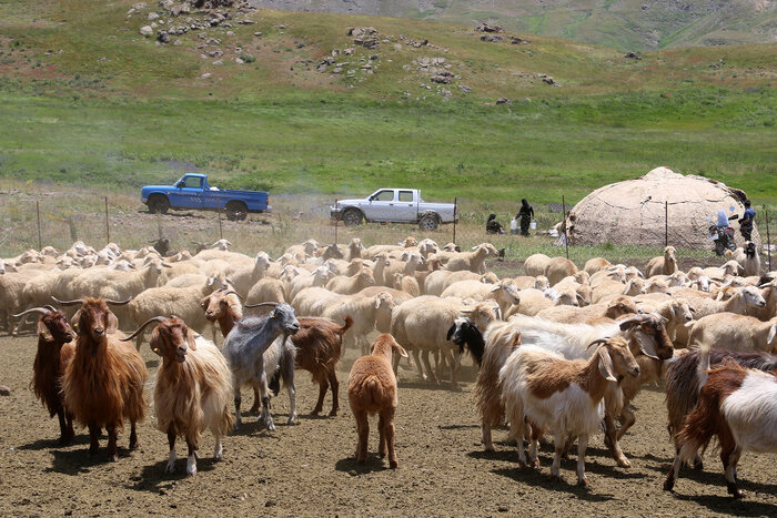 رشد ۴۰ درصدی دوقلوزایی و تولید بره در مناطق عشایری مغان