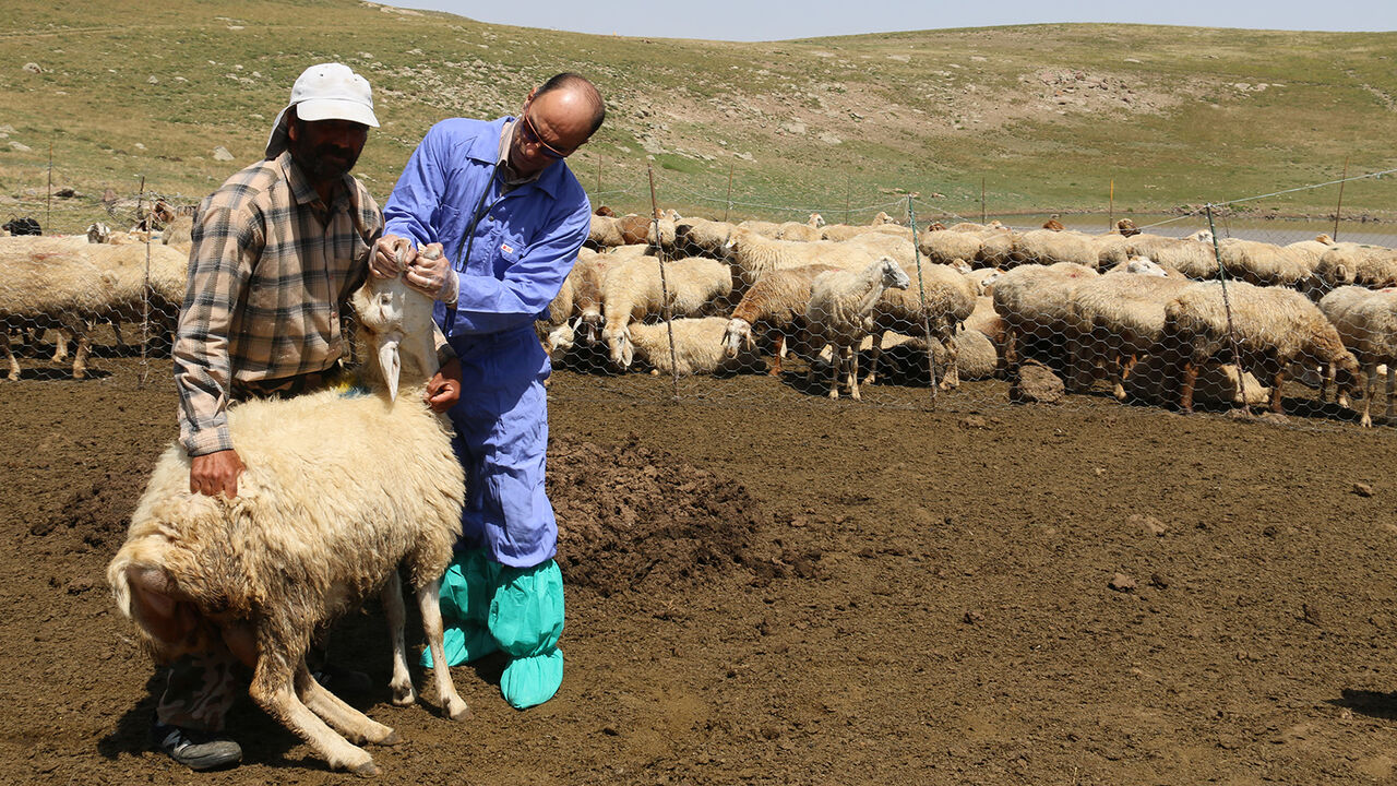 تزریق واکسن تب برفکی برای بیش از یک میلیون راس دام در آذربایجانشرقی تزریق واکسن تب برفکی برای بیش از یک میلیون راس دام در آذربایجانشرقی
