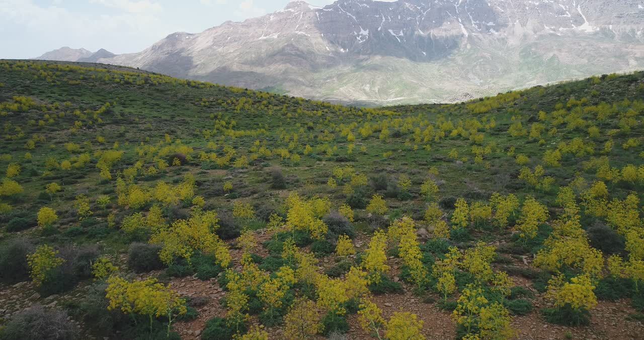 ثروت آفرینی گیاهان «آنغوزه» و«باریجه» در کهگیلویه و بویراحمد