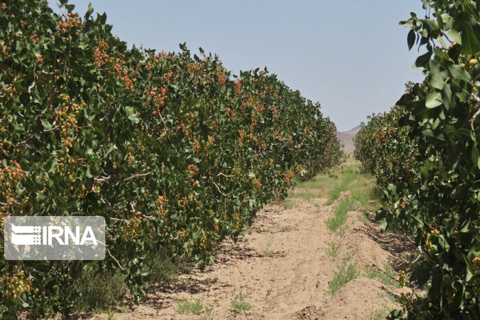 خودنمایی پسته آذربایجان شرقی در سبد صادراتی کشور