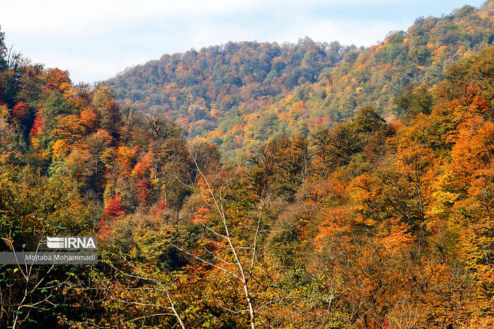 جنگلهای گلیران مازندران در مسیر تخریب