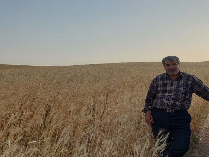 بلاتکلیفی در اعلام قیمت خرید تضمینی گندم؛ نگرانی از انحراف محصول به بازار غیررسمی