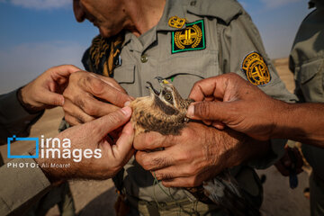 Environmentalists destroy structures built to illegally take birds