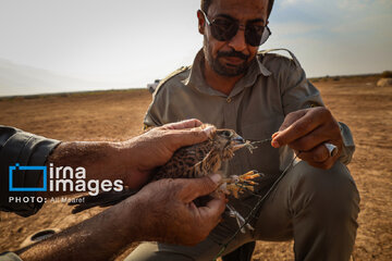 Environmentalists destroy structures built to illegally take birds