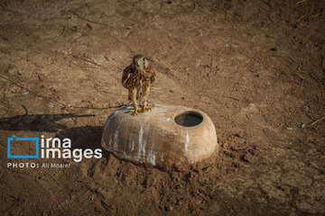 Environmentalists destroy structures built to illegally take birds