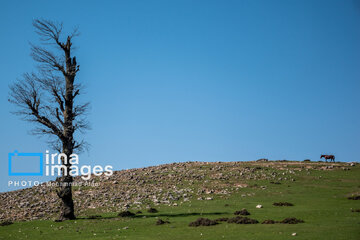 Markooh plain in northern Iran