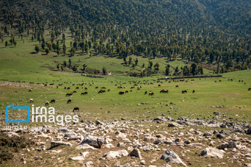 Markooh plain in northern Iran