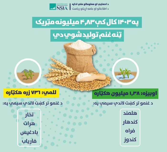 حاصلات گندم افغانستان نسبت به سال گذشته ۱۰ درصد افزایش یافته است