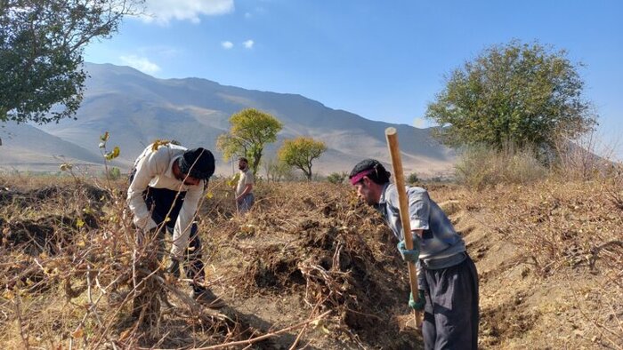 خاک کردن مُو انگور سنتی دیرینه برای خواب زمستانی تاکستان‌های ملایر