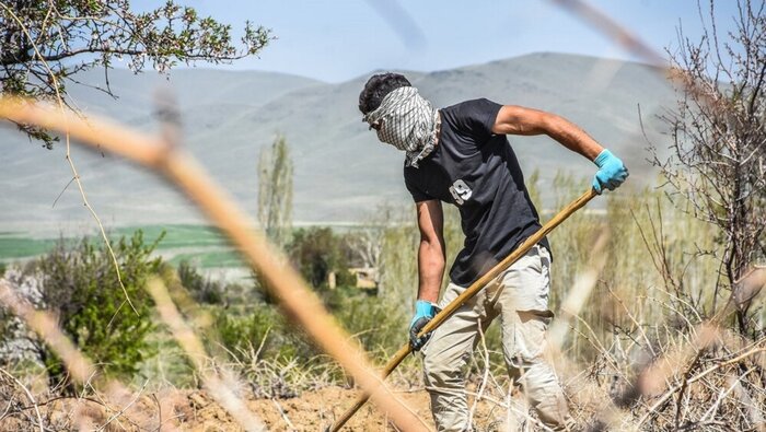 خاک کردن مُو انگور سنتی دیرینه برای خواب زمستانی تاکستان‌های ملایر