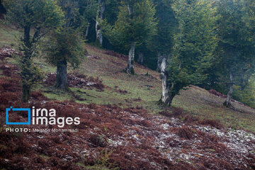 First autumn snow in Talesh, northwestern Iran