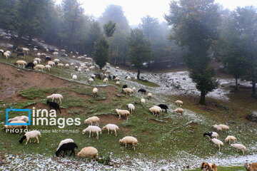 First autumn snow in Talesh, northwestern Iran