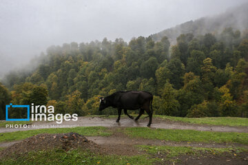 First autumn snow in Talesh, northwestern Iran