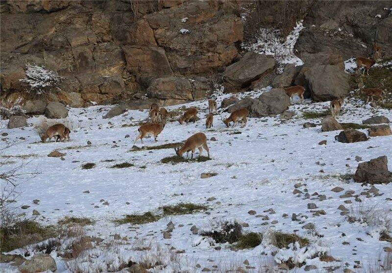 نفوذ سرمای هوا در لرستان و ضرورت مهربانی با حیات وحش