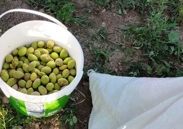 فارس پیشتاز بادام‌کاری کشور؛ از چغاله‌های نوبرانه تا صادرات به پایتخت