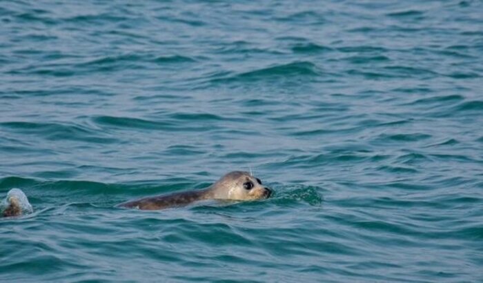 کشف لاشه ۲۲ فُک در سواحل خزر/ علت مرگ در دست بررسی!
