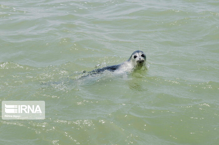 کشف لاشه ۲۲ فُک در سواحل خزر/ علت مرگ در دست بررسی!
