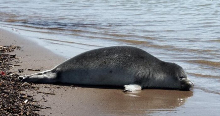 کشف لاشه ۲۲ فُک در سواحل خزر/ علت مرگ در دست بررسی!