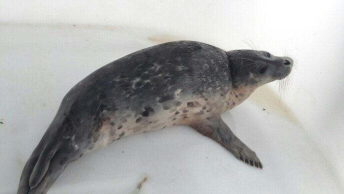 کشف لاشه ۲۲ فُک در سواحل خزر/ علت مرگ در دست بررسی!