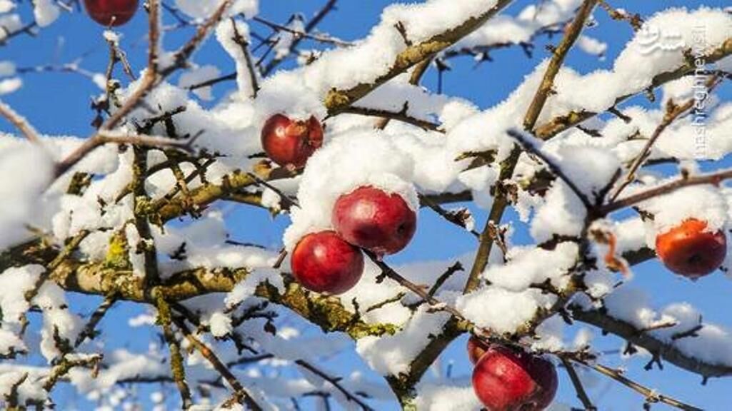 عضو مجلس خبرگان: باغداران به حمایت نیاز دارند