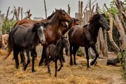 بازگشت اصالتِ پنج‌هزار ساله به هیرکانی